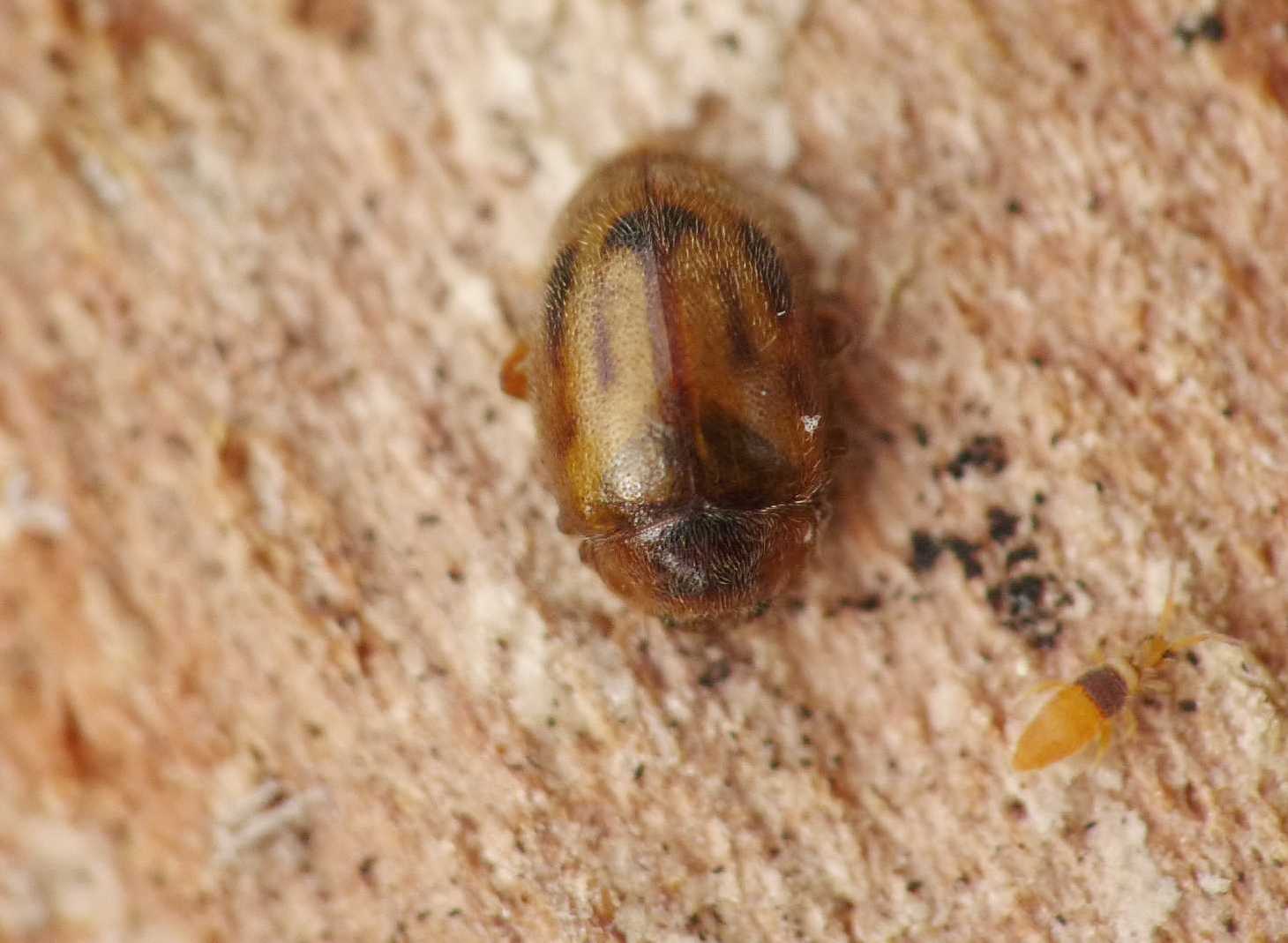 Coccinellidae: Rhyzobius cfr litura